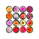 SEMENTES DE FLOR SEMI-SUCULENTA - PORTULACA DOBRADA SORTIDA - ONZE HORAS DOBRADA (12882 - 02333)