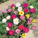SEMENTES DE FLOR SEMI-SUCULENTA - PORTULACA DOBRADA SORTIDA - ONZE HORAS DOBRADA (12882 - 02333)