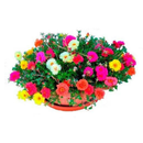SEMENTES DE FLOR SEMI-SUCULENTA - PORTULACA DOBRADA SORTIDA - ONZE HORAS DOBRADA (12882 - 02333)