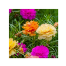 SEMENTES DE FLOR SEMI-SUCULENTA - PORTULACA DOBRADA SORTIDA - ONZE HORAS DOBRADA (12882 - 02333)